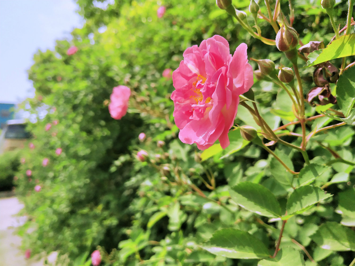 花3.jpg 花3.jpg